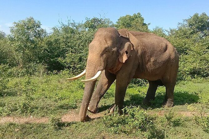 Udawalawe Jeep Safari from Bentota Aluthgama Berawula Area - Galle’s Dutch Fort: A Heritage Walk