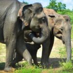 Udawalawe National Park 6-Hour Private Safari Tour - Why This Tour Offers Great Value
