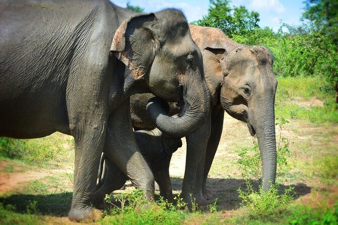 Udawalawe National Park 6-Hour Private Safari Tour - Why This Tour Offers Great Value