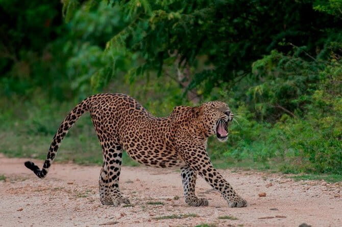 Udawalawe National Park Adventure - Practical Tips for a Smooth Safari Day