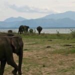 Udawalawe National Park Day trip - Why This Tour Offers Great Value