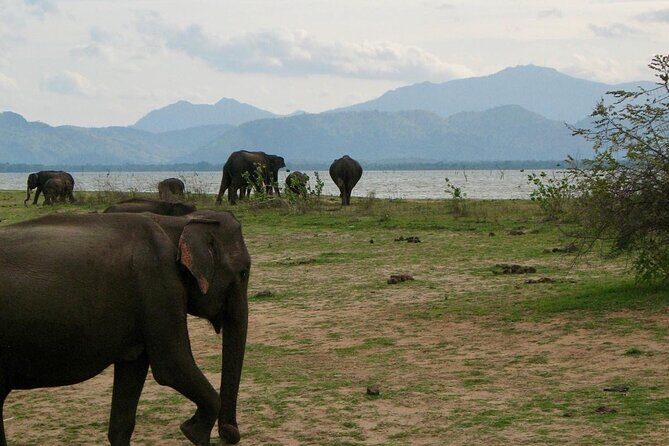Udawalawe National Park Day trip - Why This Tour Offers Great Value