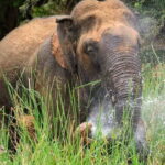 Udawalawe National Park Elephant Safari (Private Jeep) - What to Expect from Your Udawalawe Safari