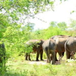 Udawalawe National Park Elephant Safari (Private Jeep) - Who Will Love This Tour?