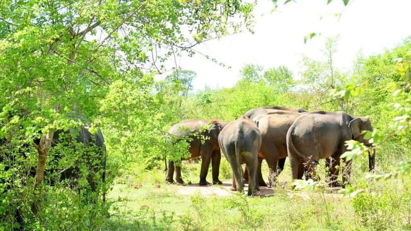 Udawalawe National Park Elephant Safari (Private Jeep) - Who Will Love This Tour?