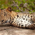 Udawalawe National Park : Entrance Ticket With Jeep - Exploring Udawalawe National Park: What to Expect