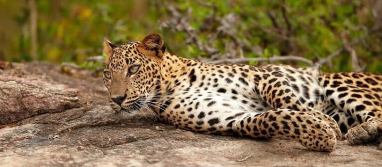 Udawalawe National Park : Entrance Ticket With Jeep - Exploring Udawalawe National Park: What to Expect