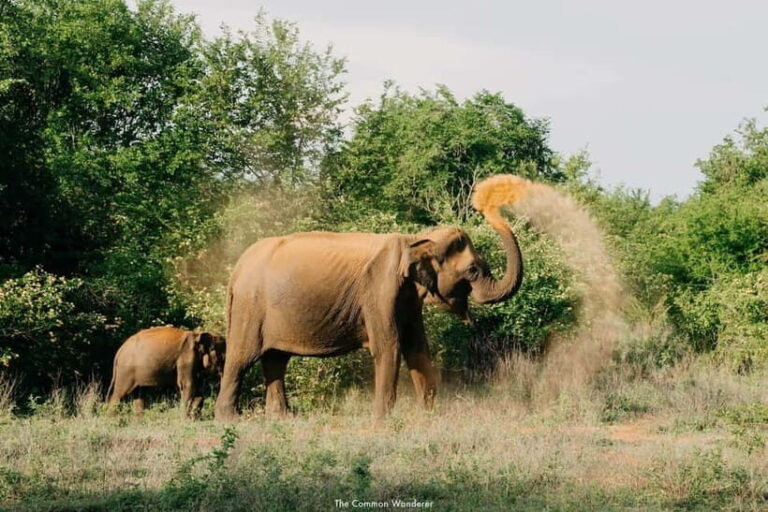 Udawalawe National Park : Entrance Ticket With Jeep - The Sum Up