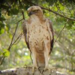 Udawalawe National Park | Full day-10 Hours - The Itinerary Breakdown