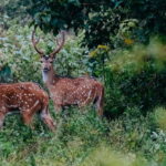 Udawalawe National Park: Half-Day Safari Tour - What Makes This Safari Special?