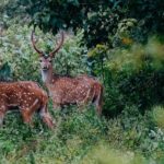 Udawalawe National Park | Half day - Safari tour - Who Is This Tour Best For?