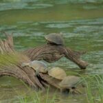 Udawalawe National Park Private Jeep Tour Safari Experience - Why Choose This Safari?