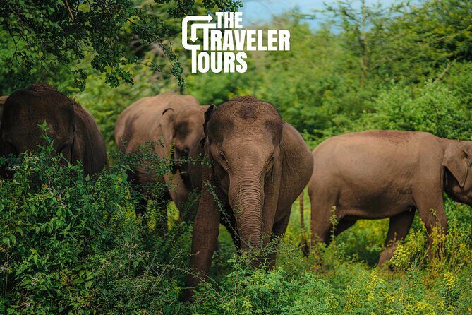 Udawalawe National Park Private Jeep Tour Safari Experience - Why This Tour Offers Great Value
