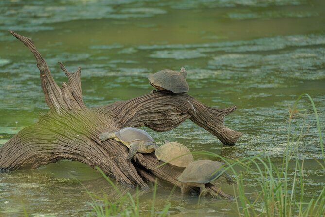 Udawalawe National Park Private Jeep Tour Safari Experience - Why Choose This Safari?