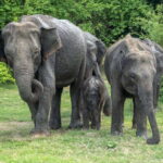 Udawalawe National Park: Private Safari - The Benefits of Going Private