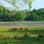 Udawalawe National Park: Private Safari From Colombo - Who Is This Tour Best For?