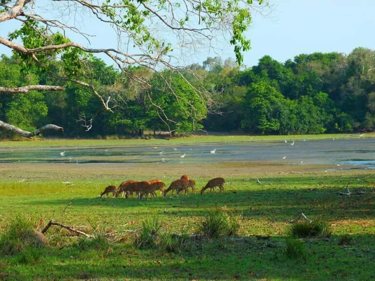 Udawalawe National Park: Private Safari From Colombo - Who Is This Tour Best For?