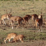 Udawalawe National Park Private Safari + Transit Home Visit - The Itinerary—A Well-Structured Wildlife Day