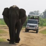 Udawalawe National Park - Private Safari with Gotrex Tours - Practical Tips for Your Safari