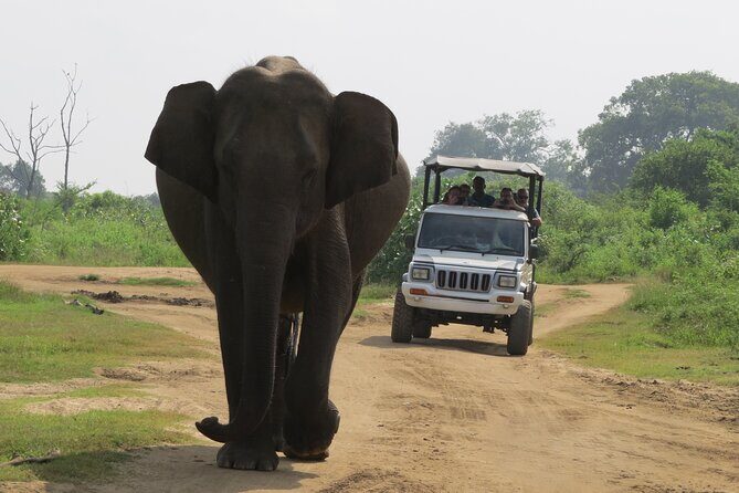 Udawalawe National Park - Private Safari with Gotrex Tours - Practical Tips for Your Safari
