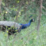 Udawalawe: National park safari & Elephant Transit Home Tour - Who Should Consider This Tour?