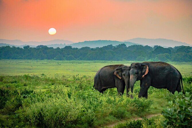 Udawalawe National Park Safari from Ahangama - Transportation & Comfort