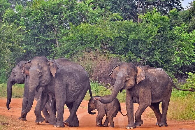 Udawalawe National Park Safari from Tangalle - What Sets This Tour Apart?