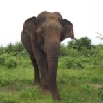 Udawalawe National Park Safari Tours - The Itinerary: What to Expect
