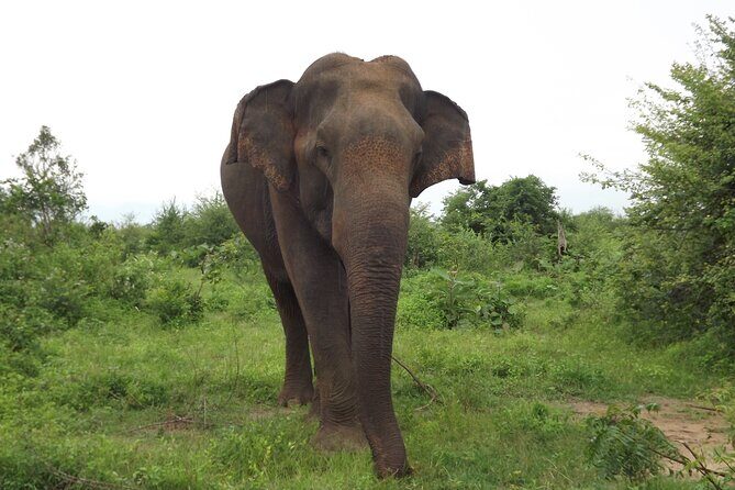 Udawalawe National Park Safari Tours - Detailed Breakdown of the Itinerary