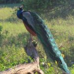 Udawalawe National Park Safari trip from Galle/Mirissa/Ella - Who Will Enjoy This Tour?