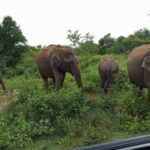 Udawalawe: National Park Safari with Elephant Transit Home - Final Thoughts
