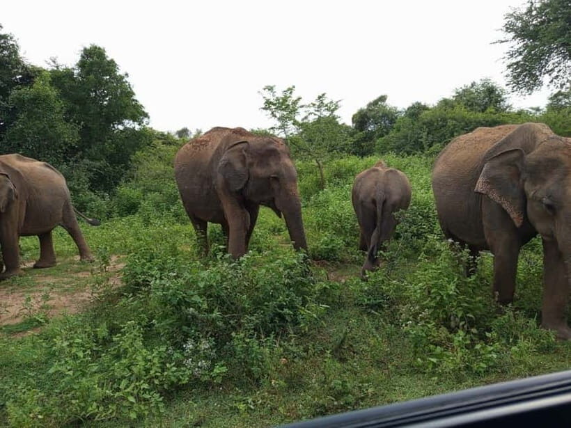 Udawalawe: National Park Safari with Elephant Transit Home - Final Thoughts
