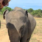 Udawalawe National Park Wildlife Safari from Hambantota Port - The Value of This Tour