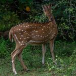 Udawalawe National Park Wildlife Safari Tours - Final Thoughts