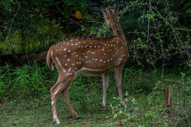 Udawalawe National Park Wildlife Safari Tours - Final Thoughts