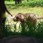 Udawalawe Safari and Galle Day Tour - Who Will Love This Tour?