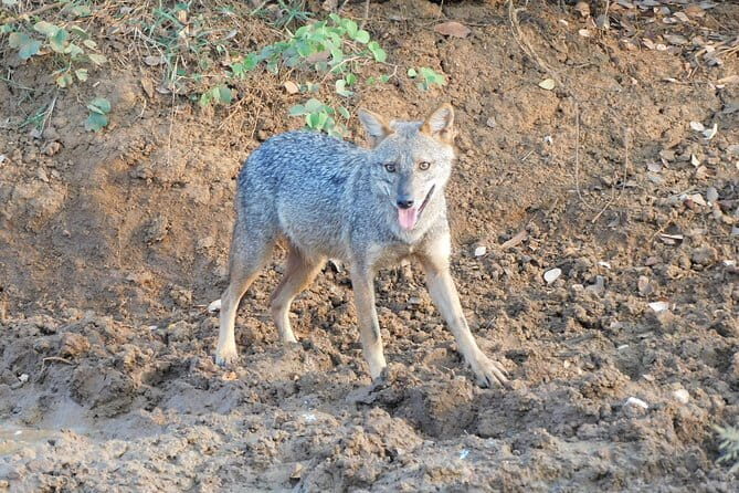 Udawalawe Safari & Baby Elephants Visit from Hambantota Port - Elephant Transit Home: Rescued Baby Elephants in Action  