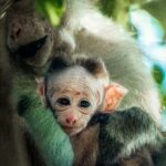 Udawalawe Safari Day Trip Elephants and Wildlife from Galle - Why This Tour Offers Good Value