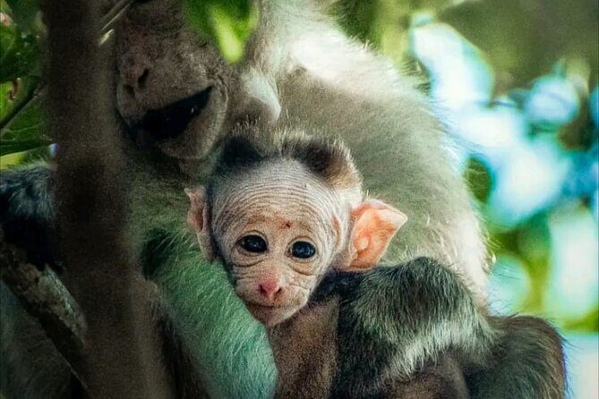 Udawalawe Safari Day Trip Elephants and Wildlife from Galle - Why This Tour Offers Good Value