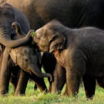 Udawalawe Safari & Elephant Orphanage visit from Hambantota port - Final Thoughts