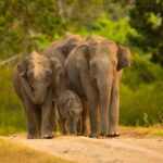 Udawalawe Safari Tour from Tissamaharama/Yala/Hambantota - The Experience in Detail