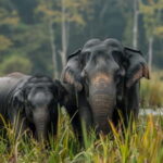 Udawalawe Safari Tour from Tissamaharama/Yala/Hambantota - Detailed Breakdown of the Tour