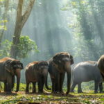 Udawalawe:Tickets Lux Jeep Safari & Elephant Orphanage Visit - What to Expect: A Step-By-Step Breakdown