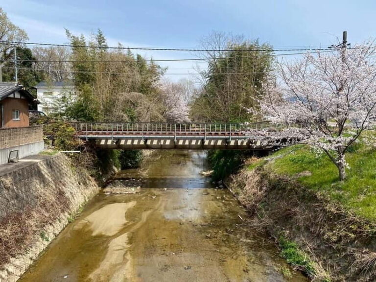 Uji: Tea Ceremony, Calligraphy, and Tea Field Walking Tour - Who Is This Tour For?