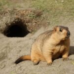 Ulaanbaatar: Hustai National Park Tour with Lunch - Itinerary Breakdown: What to Expect