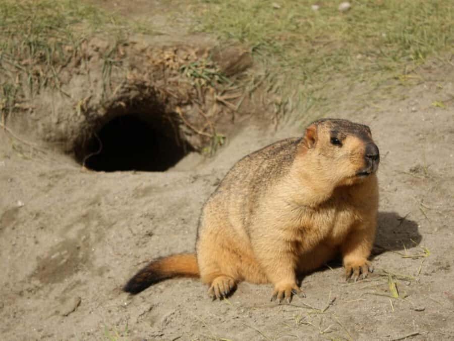 Ulaanbaatar: Hustai National Park Tour with Lunch - Itinerary Breakdown: What to Expect