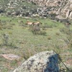 Ulaanbaatar: Khustai NP, Semi Gobi & Kharkhorin Tour - Practical Details and Value