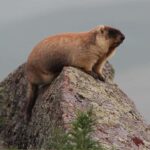 Ulaanbaatar: Nomadic Culture Show & Wild Horse Park Day Tour - Journey to Khustai National Park: A Wildlife Sanctuary