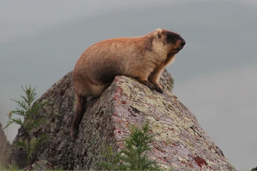 Ulaanbaatar: Nomadic Culture Show & Wild Horse Park Day Tour - Journey to Khustai National Park: A Wildlife Sanctuary