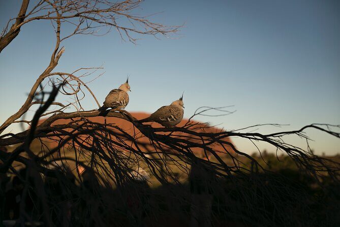 Uluru Overnight Escape from Alice Springs - How the Experience Feels in Practice